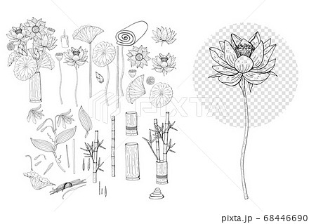 Hand Drawn Collection Of Lotus And Vanilla Flowersのイラスト素材