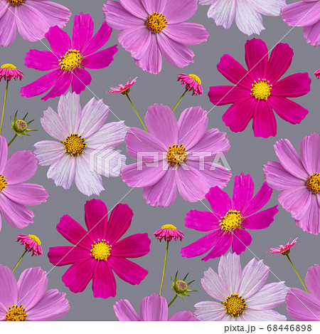 Colorful floral seamless pattern with cosmos Colorful floral seamless pattern with cosmos 68446898