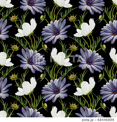 Colorful floral seamless pattern with white cosmos Colorful floral seamless pattern with white cosmos 68446899