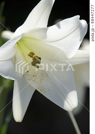 白百合の花の写真素材