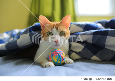 cat play with the ball 68447306