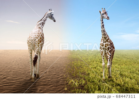 Giraffe on the drought ground and fertile soil on the field Giraffe on the drought ground and fertile soil on the field 68447311