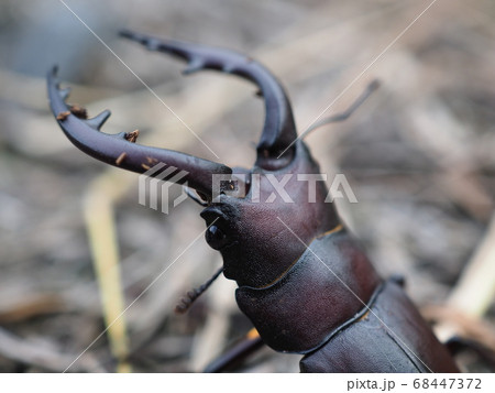 ノコギリクワガタ 68447372