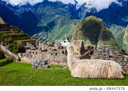 Alpaca in Machu Picchu Alpaca in Machu Picchu 68447378