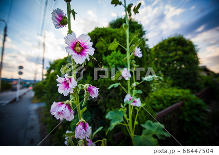 道端の花 タチアオイ 68447504
