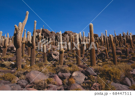 ウユニ塩湖にあるインカワシ島とサボテン ウユニ塩湖にあるインカワシ島とサボテン 68447511