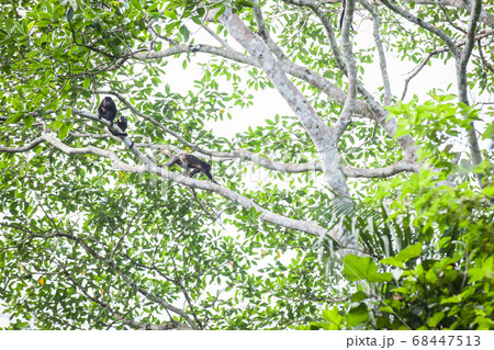 ホエザル 68447513