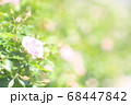 薔薇 薔薇 68447842