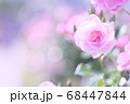 薔薇 薔薇 68447844