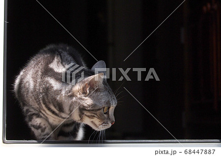 窓から外に出る猫　上半身アップ 68447887