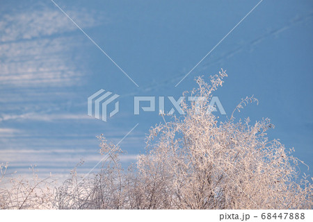 青空と樹氷 68447888