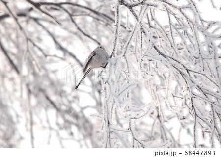 樹氷と小鳥(シマエナガ) 樹氷と小鳥(シマエナガ) 68447893