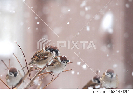 雪とスズメ 68447894