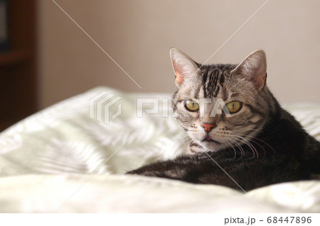 ベッドの上で振り向く猫　上半身アップ 68447896