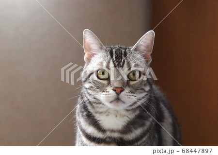 アメショー 上半身アップ 正面顔 アメショー 上半身アップ 正面顔 68447897