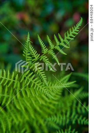 緑に生い茂るシダ植物。 68448004