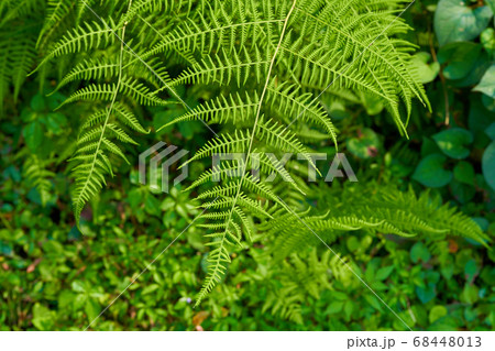 緑に生い茂るシダ植物。 68448013
