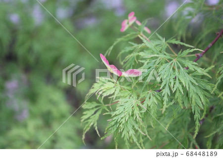 モミジの花と実の写真素材