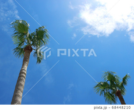 ヤシの木と空 ヤシの木と空 68448210