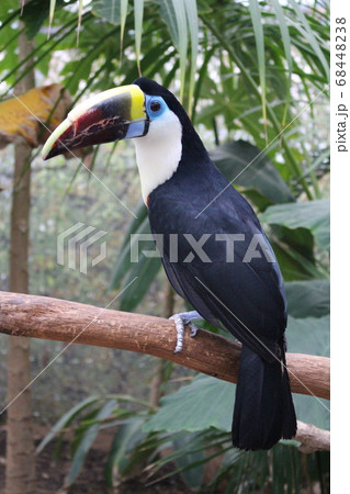 シロムネオオハシの横顔 68448238