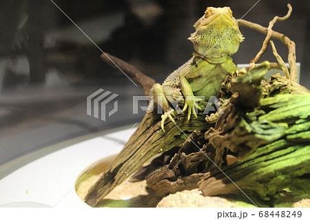 木の上で日光浴中のフトアゴヒゲトカゲ 68448249