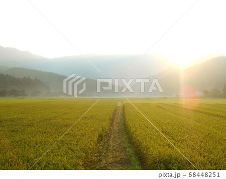 夕暮れ時に霧がかかった田んぼ 68448251