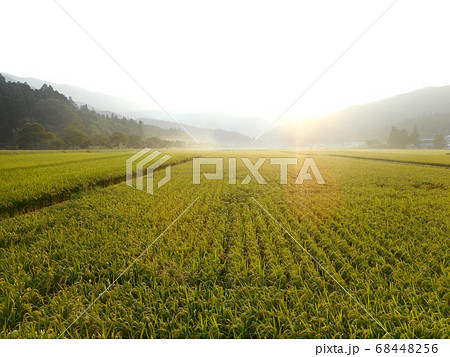夕暮れ時に霧がかかった田んぼ 68448256