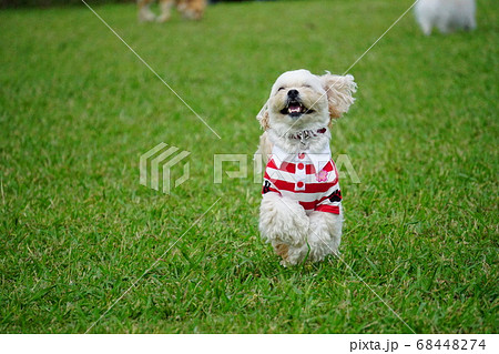 ラガーシャツを着て走る犬 68448274