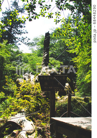 翁杉 翁杉 68448290