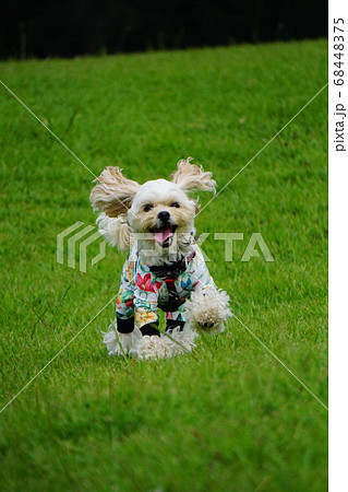 舌を出して走る犬 68448375