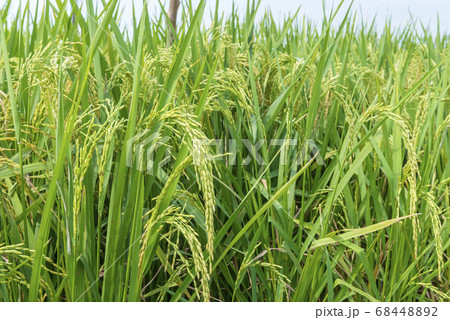 Close up view of rice plants 68448892