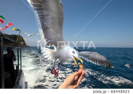 カモメ 餌やり 積丹の写真素材 [68448925] - PIXTA