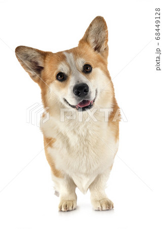 Pembroke Welsh Corgi Pembroke Welsh Corgi 68449128