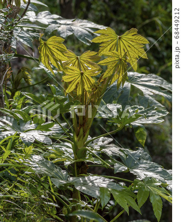 ヤツデの茶褐色の新葉 68449212