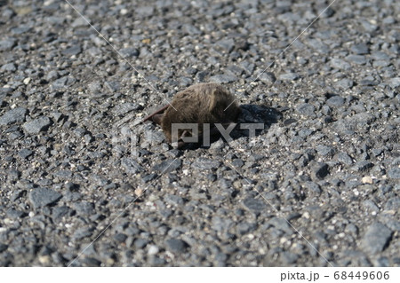 コウモリ 68449606