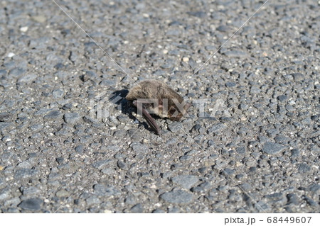 コウモリ 68449607