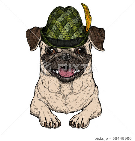 Pug. Cute animal portrait. Austrian bavarian tirol hat. Beer festival. Oktoberfest. Dog head. 68449906
