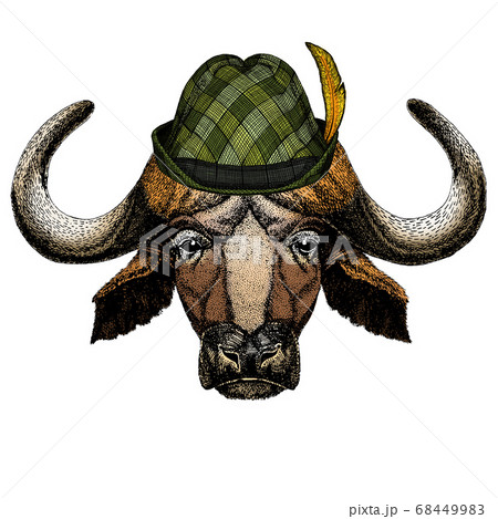Portrait of buffalo, bison, bull, cow. Austrian bavarian tirol hat. Beer festival. Oktoberfest. 68449983