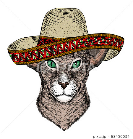 Oriental shorthair cat head. Sombrero mexican hat. Portrait of animal. Oriental shorthair cat head. Sombrero mexican hat. Portrait of animal. 68450034