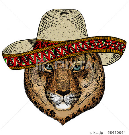 Leopard, jaguar face. Sombrero mexican hat. Portrait of wild animal. Leopard, jaguar face. Sombrero mexican hat. Portrait of wild animal. 68450044
