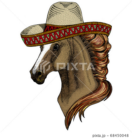 Horse, steed, courser. Sombrero mexican hat. Portrait of wild animal. 68450048