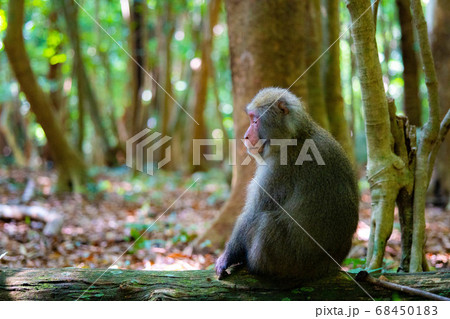 倒木に座る猿の横顔 68450183