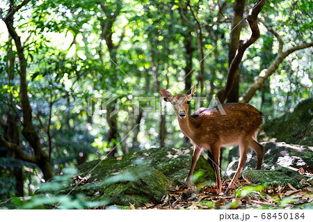 山の中 こちらを見つめる鹿 68450184