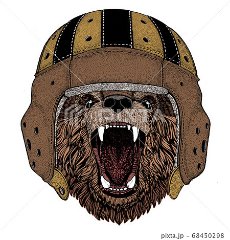 Wild bear. Portrait of animal. Rugby leather helmet. Wild bear. Portrait of animal. Rugby leather helmet. 68450298