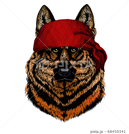 Sheepherd dog, sheepdog portrait. Head of pet. Animal face. Bandana. Pirate. Motorcycle. Sheepherd dog, sheepdog portrait. Head of pet. Animal face. Bandana. Pirate. Motorcycle. 68450341