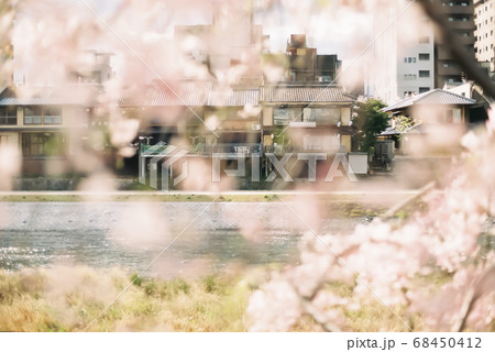 春、4月の京都鴨川沿いと町屋の風景 68450412