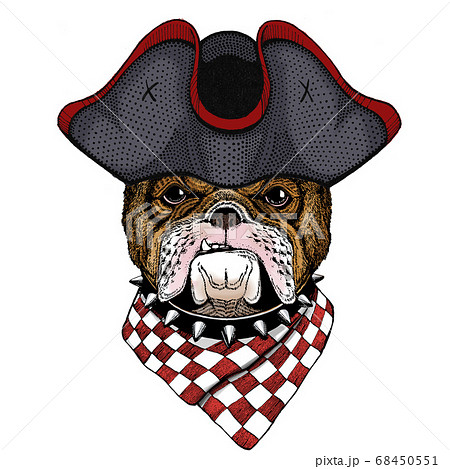 Bulldog, dog. Portrait of cute animal. Cocked hat. 68450551