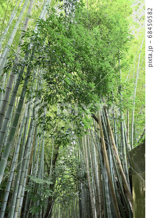 佐倉市サムライの古径「ひよどり坂」 夏の風景 佐倉市サムライの古径「ひよどり坂」 夏の風景 68450582