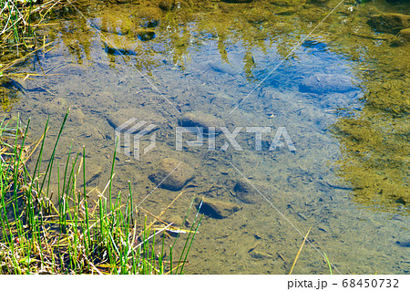 夏に綺麗な小川で涼しげに泳ぐ小魚たちの風景の写真素材 夏に綺麗な小川で涼しげに泳ぐ小魚たちの風景の写真素材