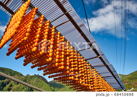 ふるさとの風景 串柿の里 ふるさとの風景 串柿の里 68450898